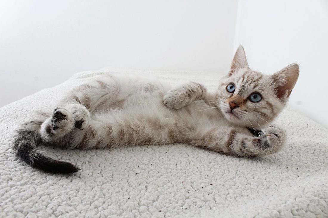 Blue-eyed tabby kitten lying on a soft blanket