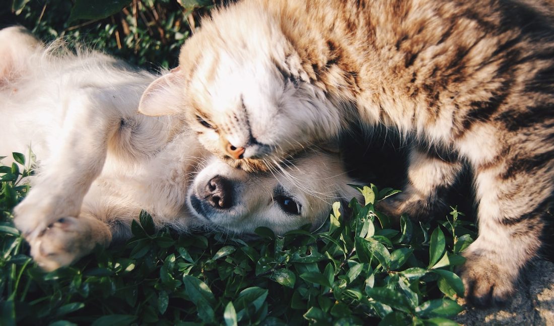 Dog and cat resting together outdoors