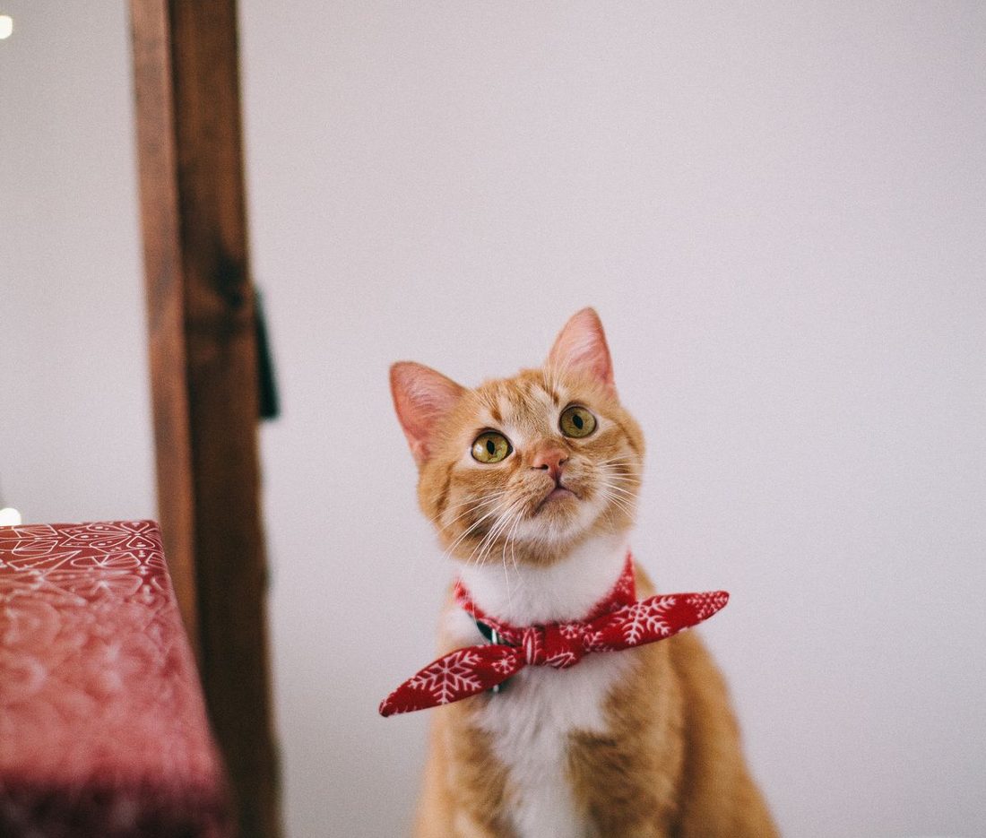 Ginger tabby cat wearing a red bandana