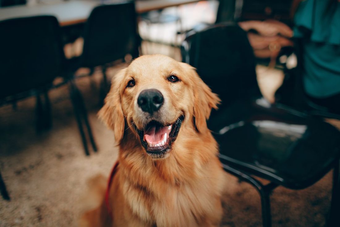 Golden retriever smiling outdoors near patio seating