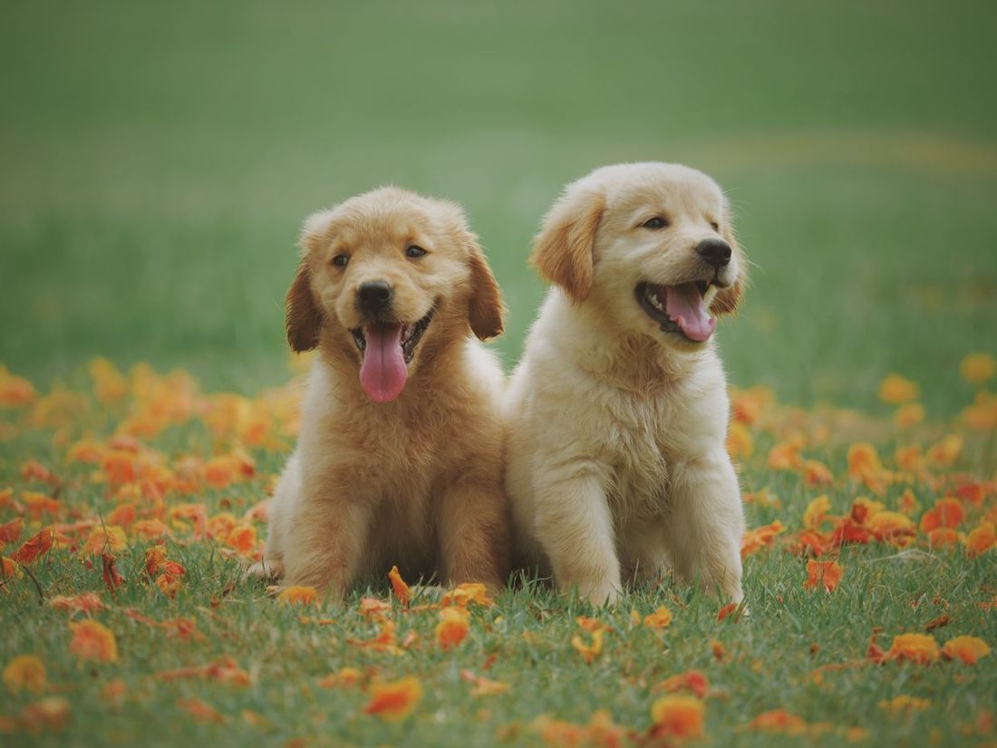 Two golden retriever puppies sitting in grass