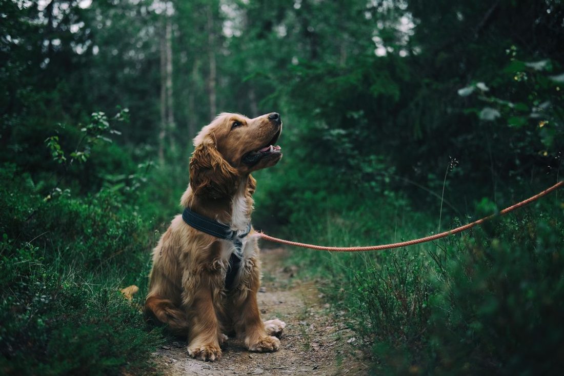 Golden spaniel sitting on a woodland path